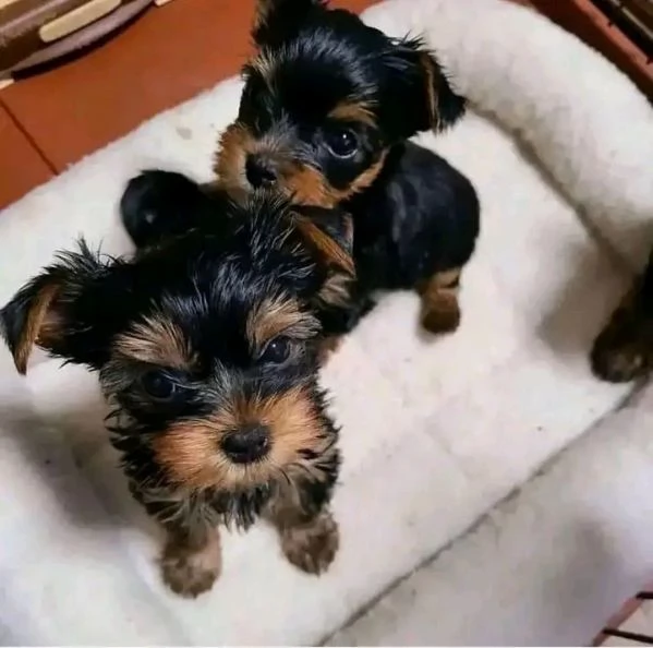 cuccioli di Yorkie maschile e femminile  | Foto 1
