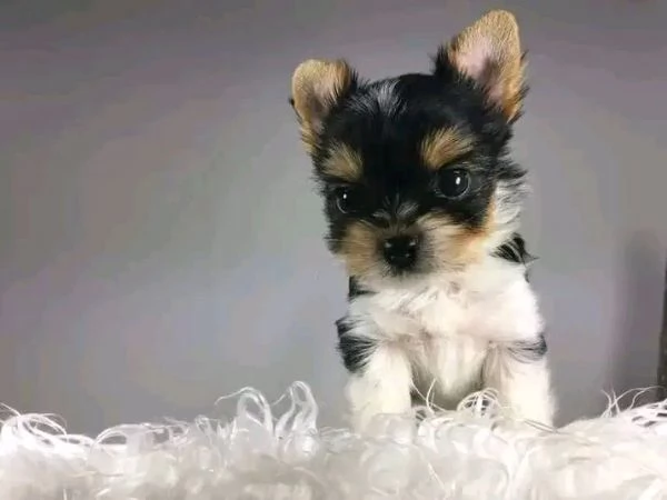 cuccioli di Yorkie maschile e femminile  | Foto 0