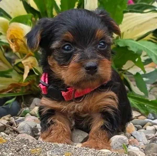cuccioli di Yorkie maschile e femminile 