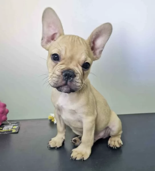 Regala un adorabile Bulldog francese maschio e femmina.