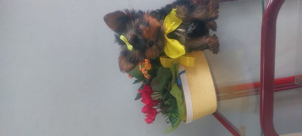 Yorkshire toy | Foto 7