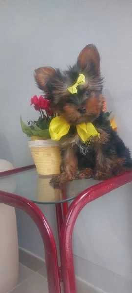 Yorkshire toy | Foto 6