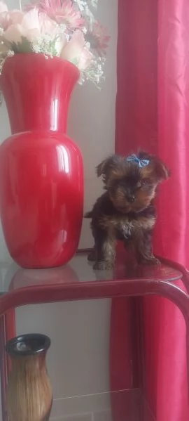 Yorkshire toy | Foto 4