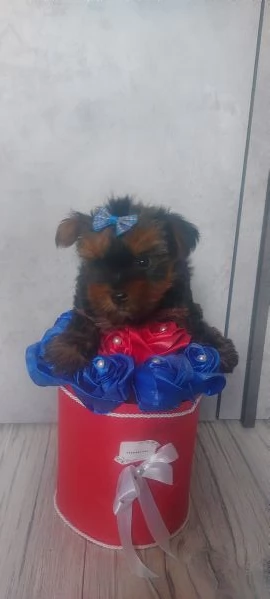 Yorkshire toy | Foto 3