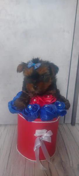 Yorkshire toy | Foto 2