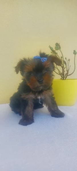 Yorkshire toy | Foto 1