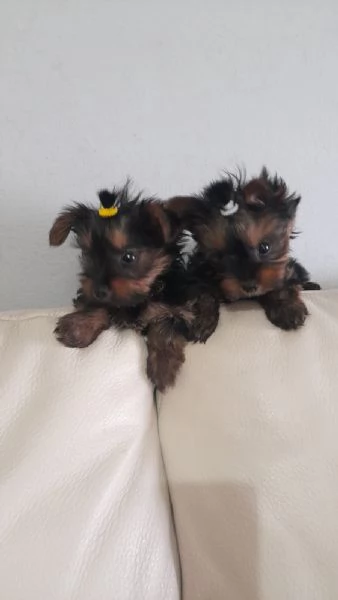 Yorkshire toy | Foto 0