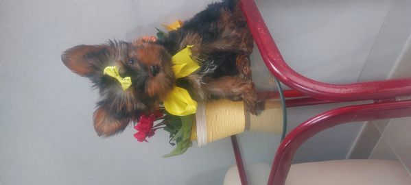 Yorkshire toy | Foto 0