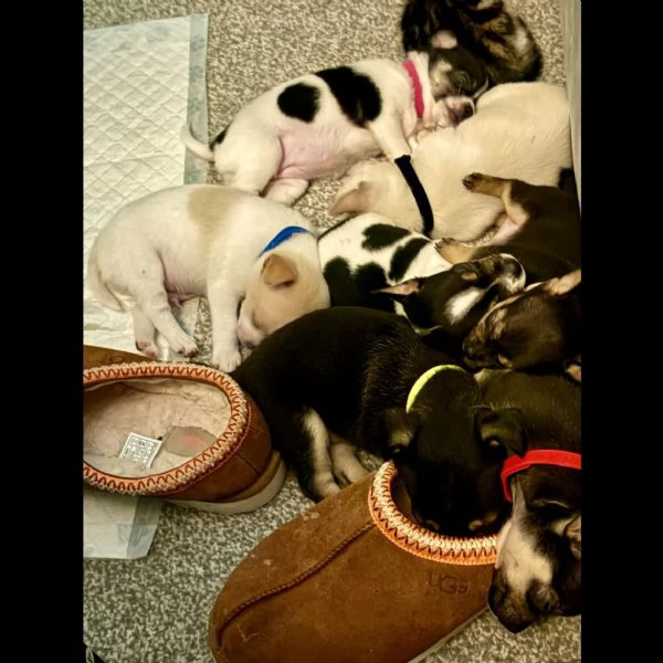 Cuccioli di Chihuahua