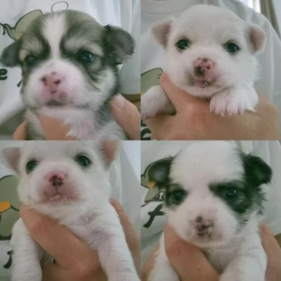 Cuccioli di Chihuahua's