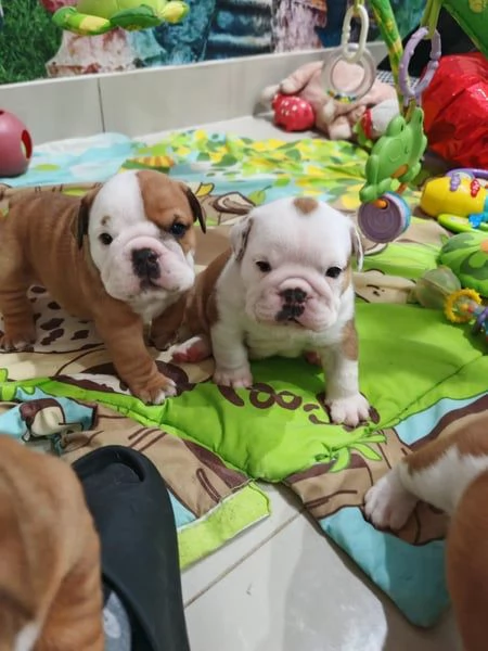 BULLDOG INGLESE CUCCIOLI disponibili maschi e femmine