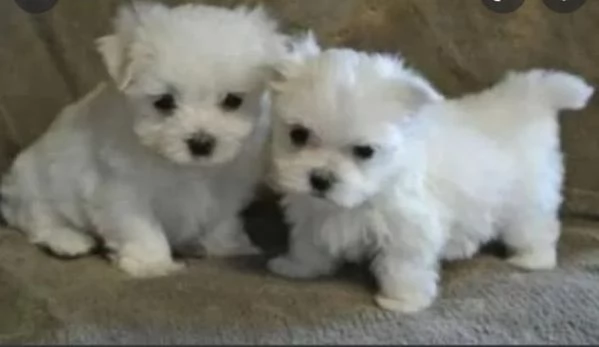 Cuccioli di Maltese in offerta
