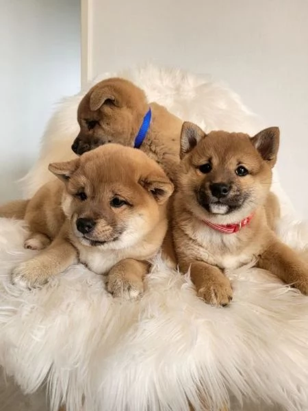 Bellissimi cuccioli Shiba Inu 
