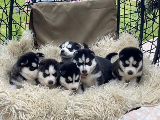 Cuccioli di Siberian Husky