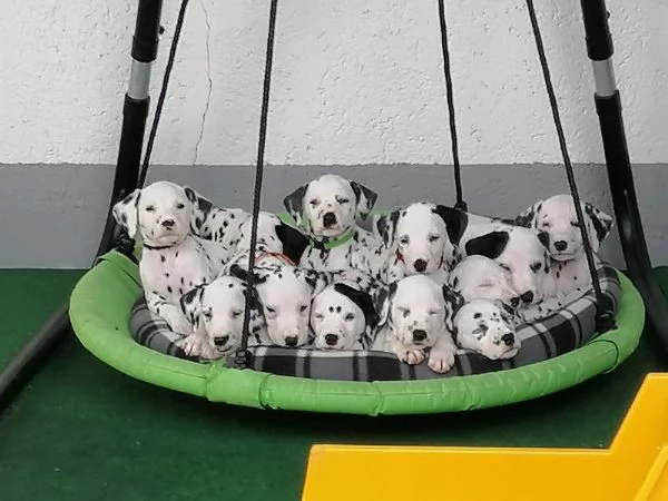 Disponibili cuccioli di dalmata