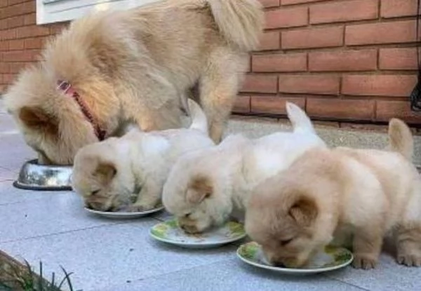 Disponibili cuccioli di Chow Chow 3 maschi e due femmine