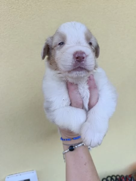 Cuccioli Pastore Australiano