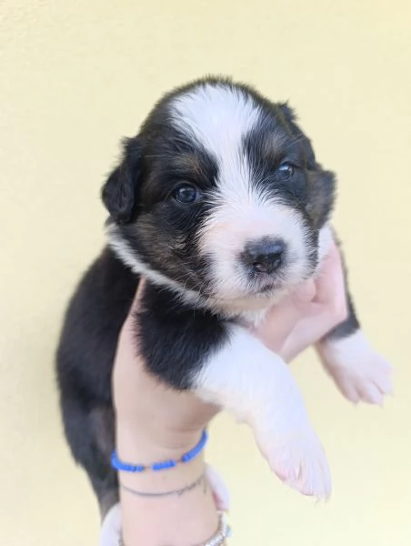 Cuccioli Pastore Australiano | Foto 4