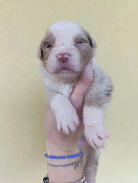 Cuccioli Pastore Australiano | Foto 3