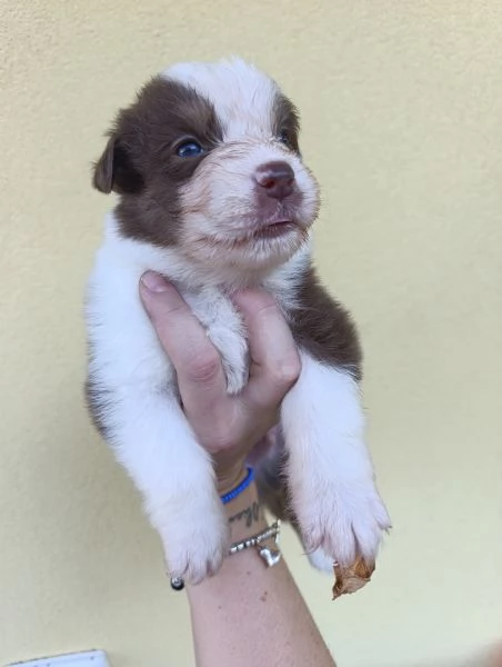 Cuccioli Pastore Australiano | Foto 2