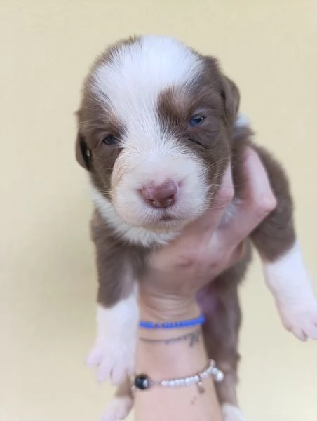 Cuccioli Pastore Australiano | Foto 1