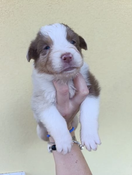 Cuccioli Pastore Australiano | Foto 0