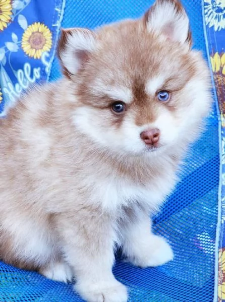 Cuccioli di Pomsky disponibili per l'adozione | Foto 6