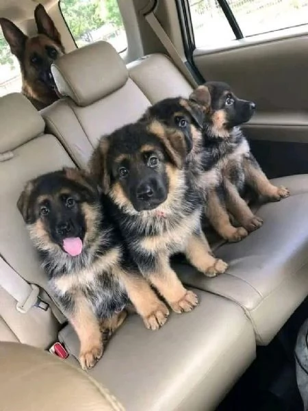 Cuccioli di pastore tedesco in adozione | Foto 4