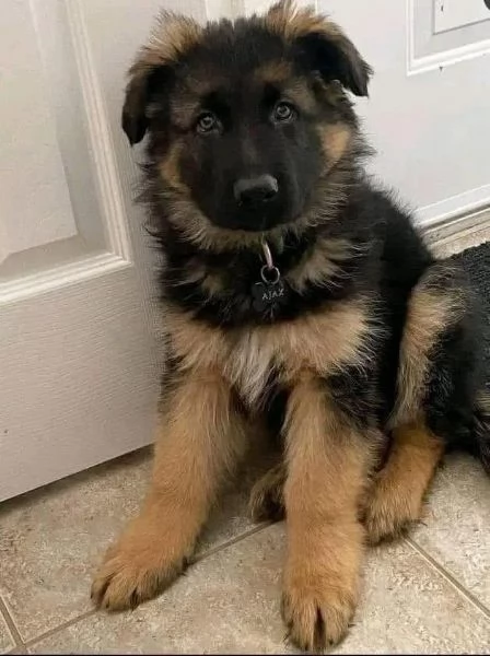 Cuccioli di pastore tedesco in adozione | Foto 3