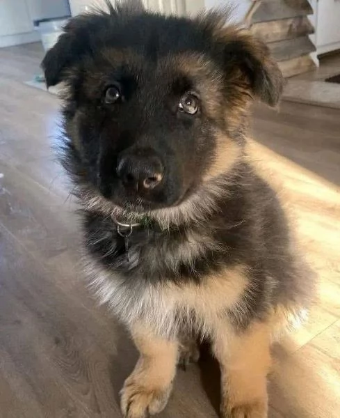 Cuccioli di pastore tedesco in adozione | Foto 2