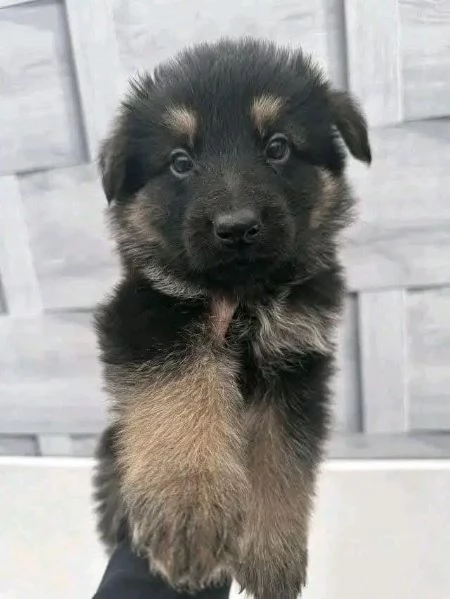 Cuccioli di pastore tedesco in adozione | Foto 1