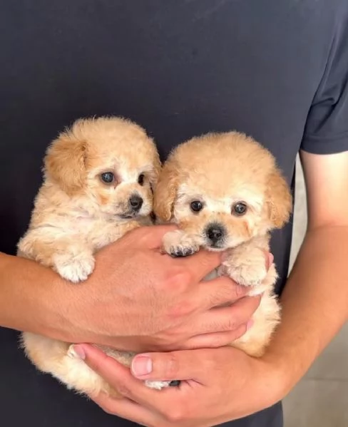 Cuccioli di barboncino toy disponibili per l'adozione | Foto 2