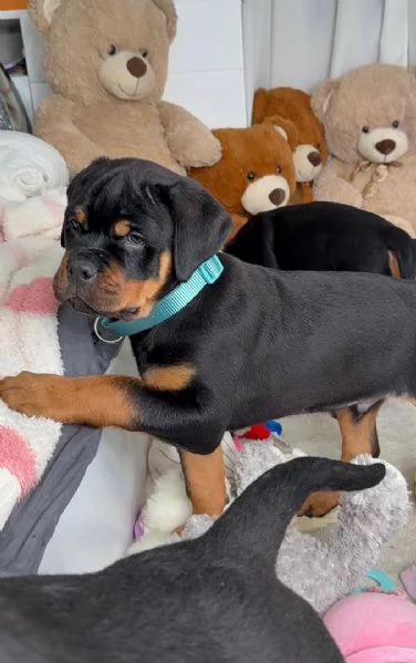 cucciolo di rottweiler disponibile per adozione | Foto 3