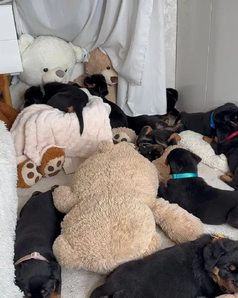 cucciolo di rottweiler disponibile per adozione | Foto 0