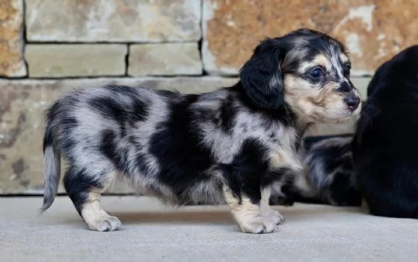 cucciolo di bassotto disponibile per l'adozione.     | Foto 2