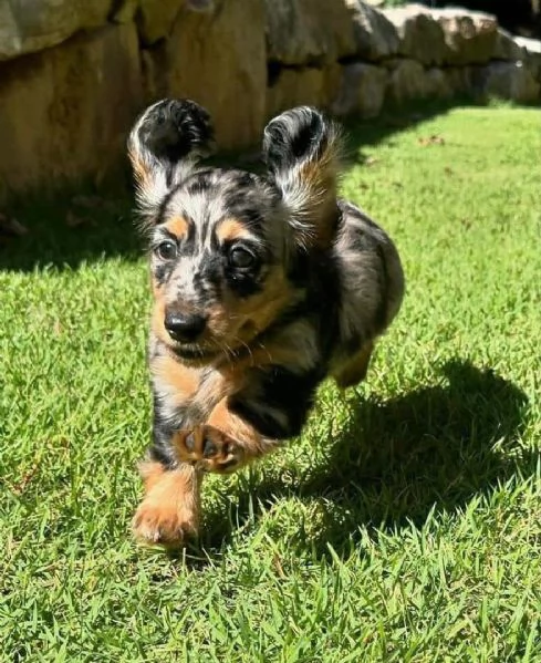 cucciolo di bassotto disponibile per l'adozione.     | Foto 1