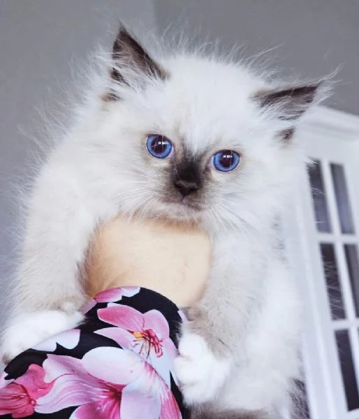 Gatto Ragdoll disponibile per l'adozione | Foto 0