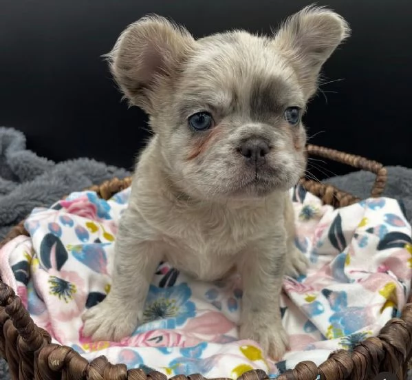  Adotta un adorabile cucciolo di bulldog francese