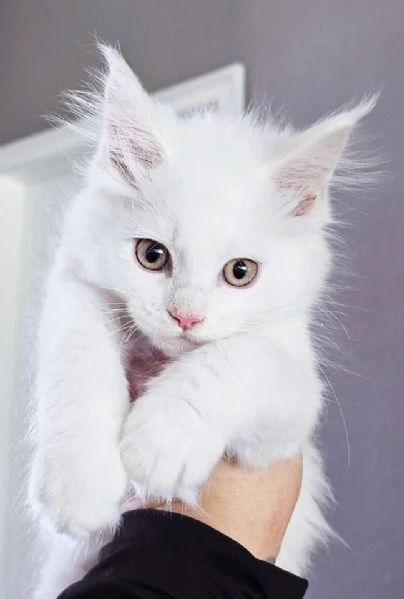 Gattini Maine Coon disponibili per l'adozione | Foto 0