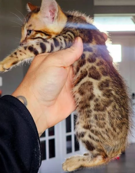 Gatto del Bengala disponibile per l'adozione | Foto 1