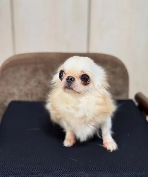 Disponibili cuccioli di Chihuahua per l'adozione | Foto 4