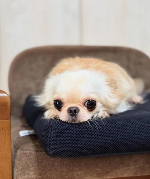 Disponibili cuccioli di Chihuahua per l'adozione | Foto 1