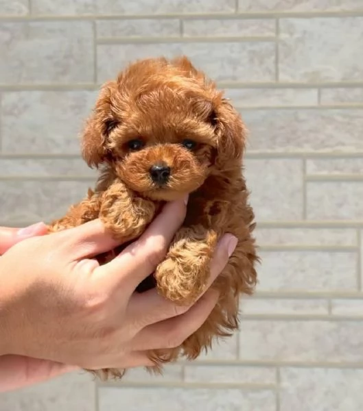  Barboncino toy disponibile per l'adozione