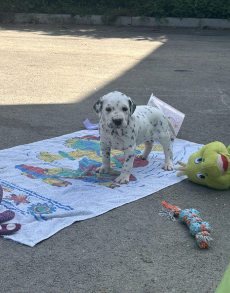 REGALO DALMATA | Foto 0