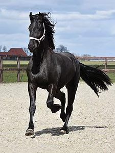 Bellissima Cavalla Frisona in Vendita