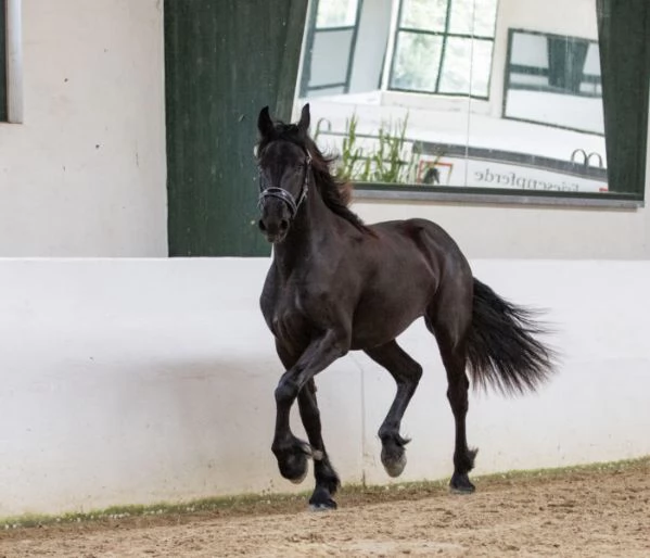 Bellissima Cavalla Frisona in Vendita | Foto 0