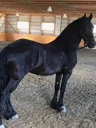 Cavalla Frisona ster di 8 Anni