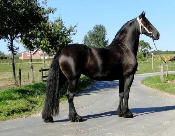 Cavalla Frisona ster di 8 Anni | Foto 0