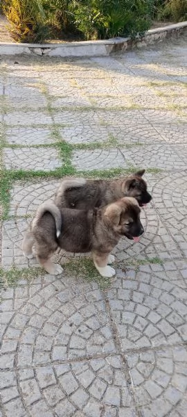 Akita americano | Foto 5