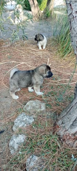 Akita americano | Foto 4